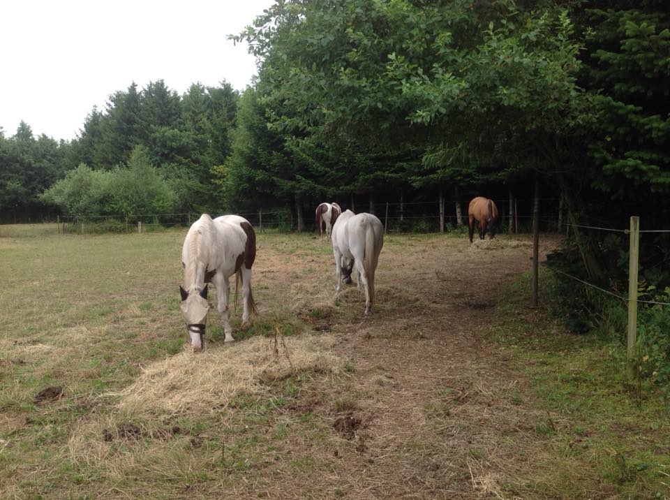 Brædstrup Rideklub.jpg