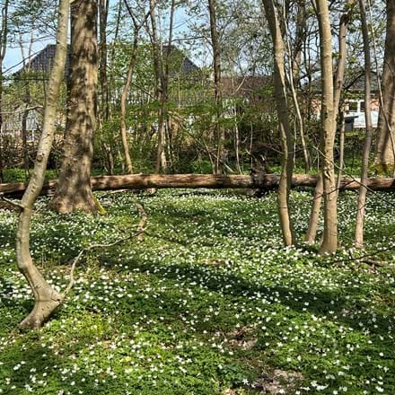 Anemoner I Skovbund